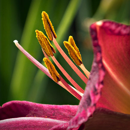 Lily Closeup DSCF17451