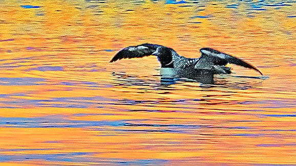 Loon Spreading Its Wings P1080211