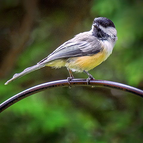 Perched Chickadee P1080843