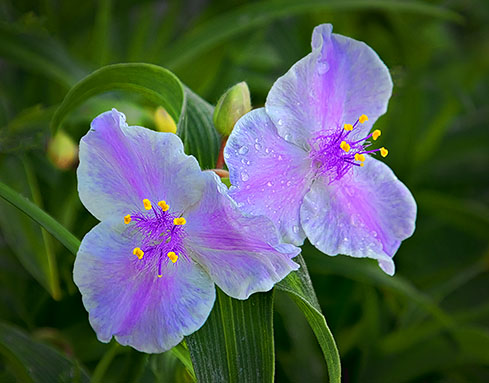 Pair Of Purple Flowers DSCF18304-6