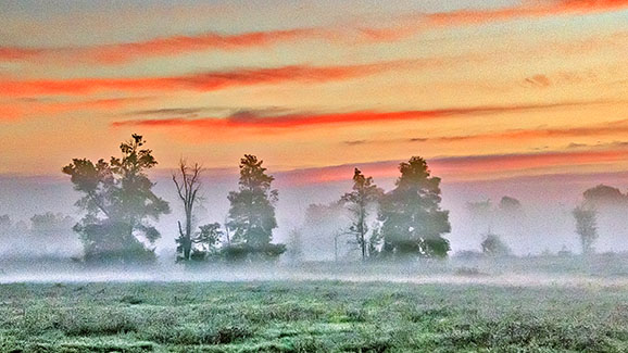 Trees In Misty Sunrise 20140904