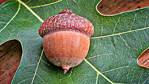 Acorn On An Oak Leaf 20140915