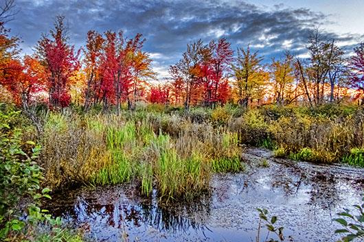 Autumn Marsh 20140918