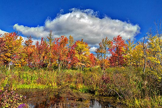 Autumn Colors In Summer 44826