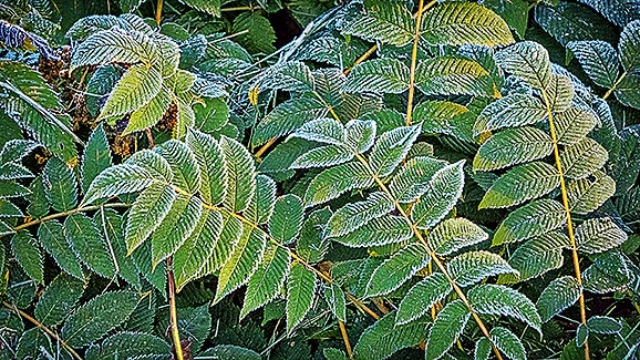 Frosty Leaves P1100317