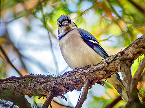 Blue Jay Stare Down P1000032