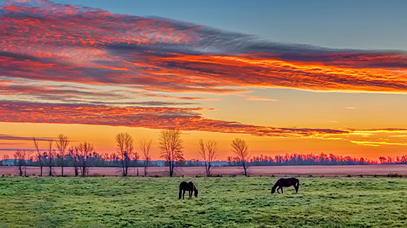 Equine Sunrise 20141006