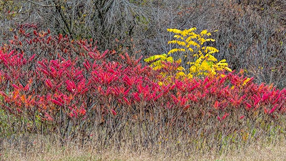 Autumn Sumac 20141017