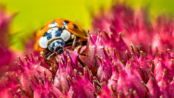Asian Lady Beetle P1010757