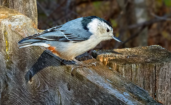 White-breasted Nuthatch DSCF00060