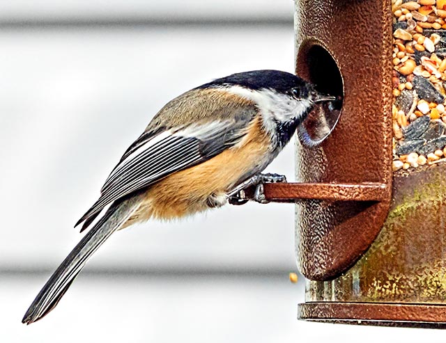 Chickadee P1020169