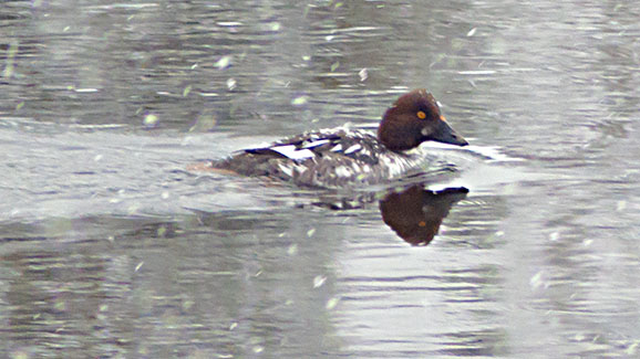 Swimming Goldeneye P1060613