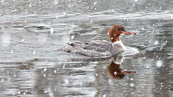 Swimming Merganser P1060610