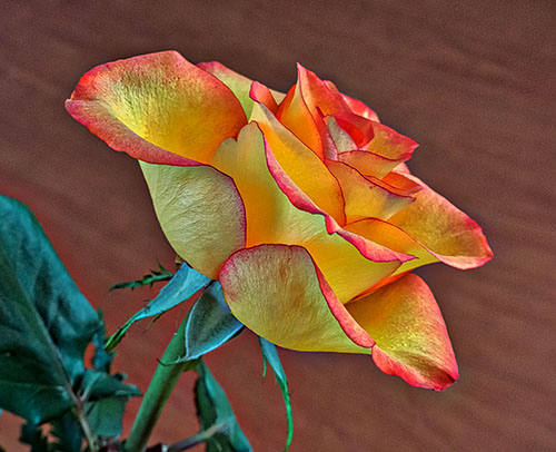 Fresh-cut Rose P1080066-8