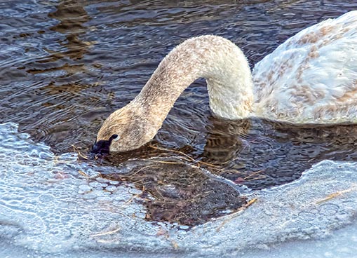 Swan Under Ice DSCF0598