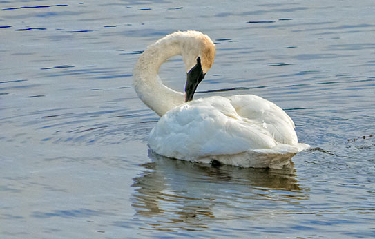 Preening Swan DSCF0555