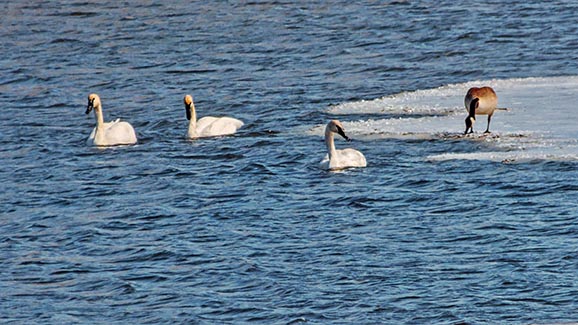 Three Swans & A Goose DSCF18797