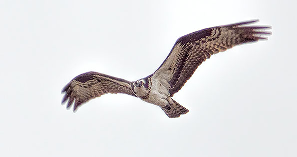 Osprey In Flight DSCF18889