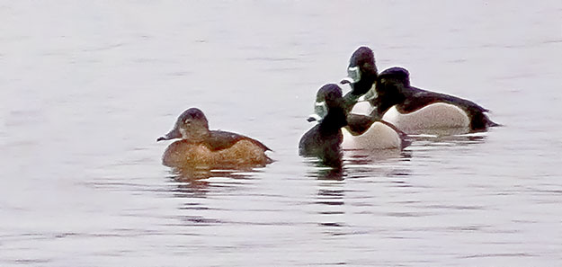 Four Ring-necked Ducks DSCF19087