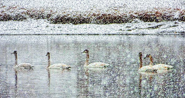Swans In Snowstorm DSCF18928
