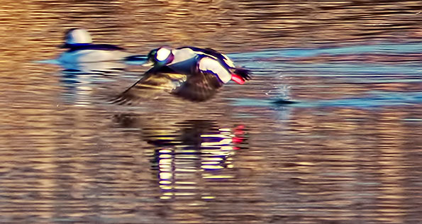 Bufflehead Taking Flight At Sunrise DSCF19318