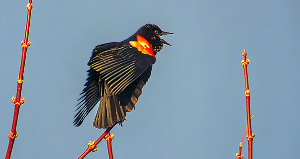 Red-winged Blackbird Singing 20150414