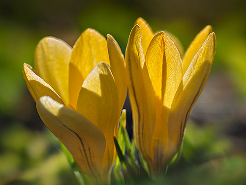 First Flower Of 2015 (P1100313-4)