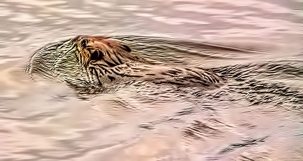 Swimming Beaver At Sunrise 20150422