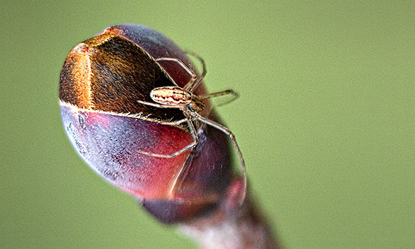 Spider On A Maple Bud P1100543