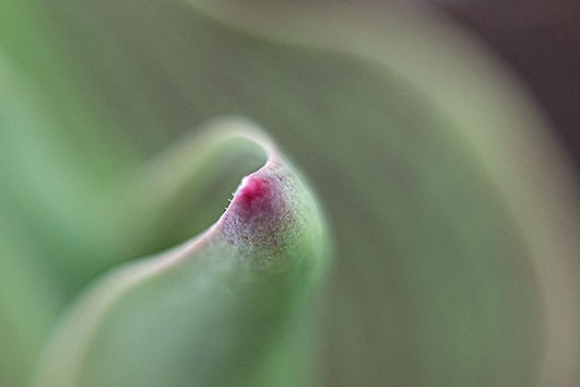 Young Tulip Leaf Tip P1100521