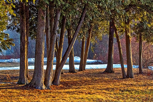 Stand Of Pines DSCF00935