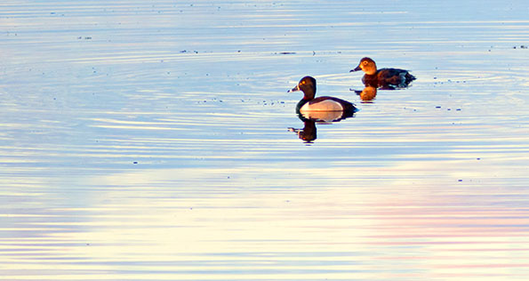 Mr & Mrs Ring-necked Ducks P1100984