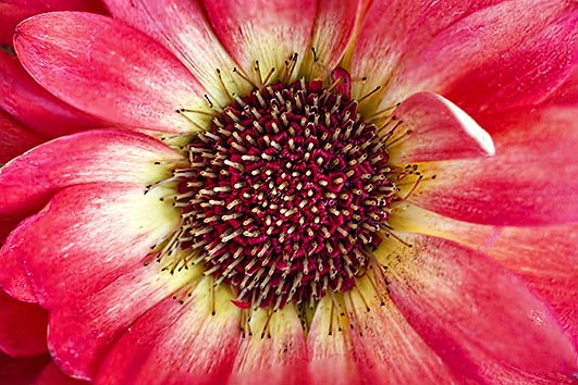 Gerbera Closeup P1120709.12