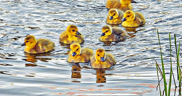 Curious Goslings DSCF20167