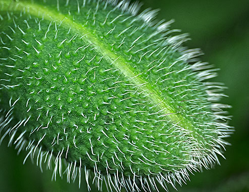 Poppy Bud Closeup P1130164-6