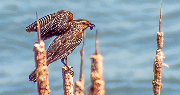 Bird With A Snack DSCF20569