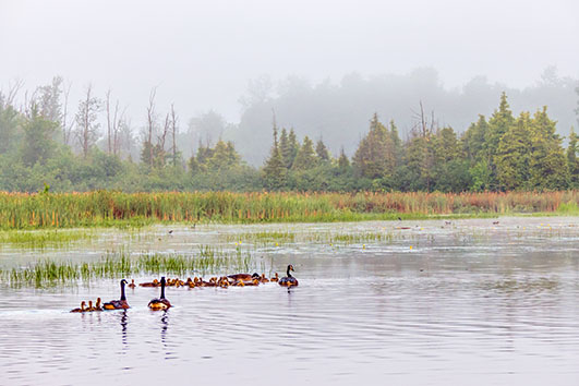 Geese & Goslings On The Swale P1140266