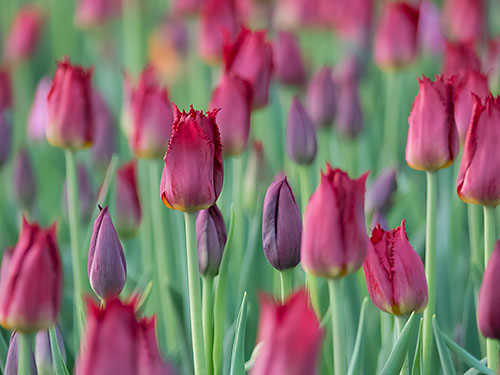 2015 Tulip Festival (P1120016)