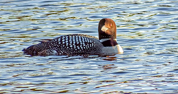 Looking Loon DSCF02088