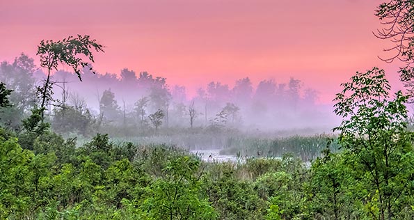 Foggy Wetland At Sunrise P1140618-20