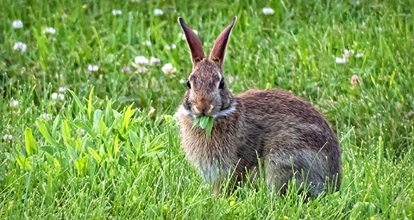 Bunny Eating The Yard DSCF4109