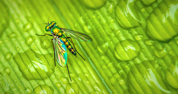 Tiny Iridescent Fly On A Wet Leaf P1150392-6