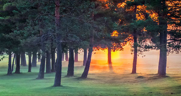 Pines In Misty Sunrise P1150478-80