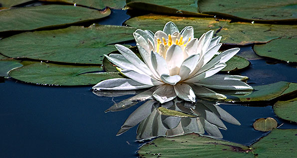 Water Lily DSCF21019