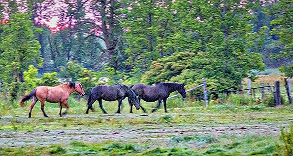 Heading Out To Pasture P1150818