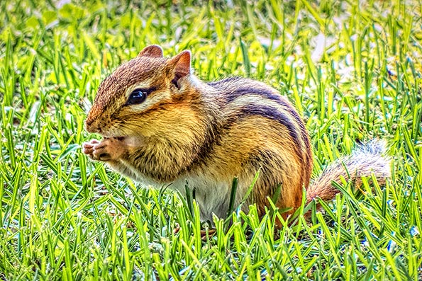 Chippie In The Grass DSCF4201