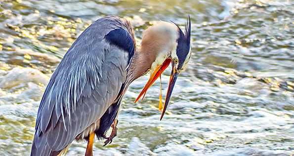Barfing Bird DSCF4230