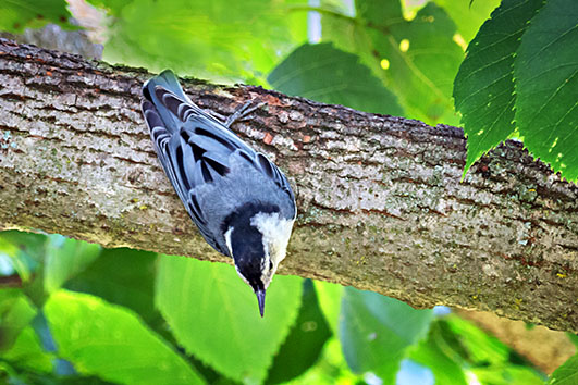 A Nuthatch Being A Nuthatch P1160031