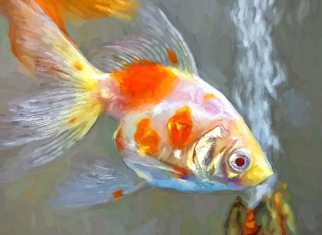 White & Orange Fish P1170049 Art
