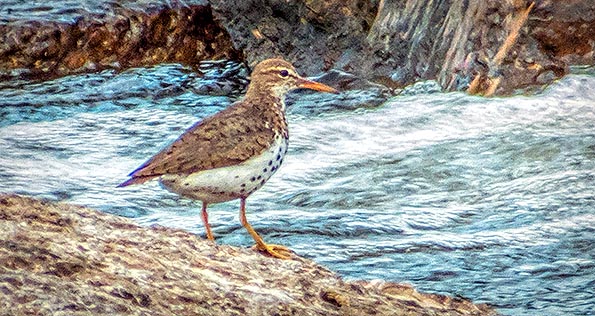 Spotted Sandpiper DSCF21096v2
